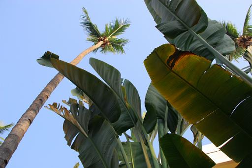 0614 Chiangmai.JPG